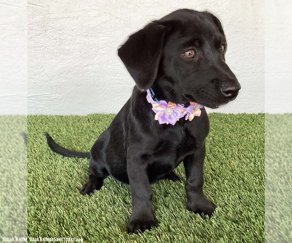 Medium Photo #2 Mutt Puppy For Sale in San Diego, CA, USA