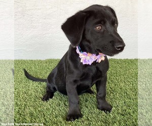 Amber - Female Dachshund-Unknown Mix Dog for Adoption - Photo #2