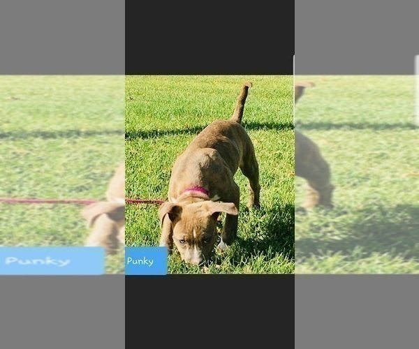 Medium Photo #21 American Pit Bull Terrier Puppy For Sale in ABERDEEN, SD, USA