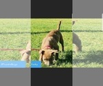 Small Photo #21 American Pit Bull Terrier Puppy For Sale in ABERDEEN, SD, USA