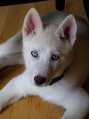 Siberian Husky Puppy for sale in STROUDSBURG, PA, USA