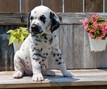 Small Photo #70 Dalmatian Puppy For Sale in GOSHEN, IN, USA