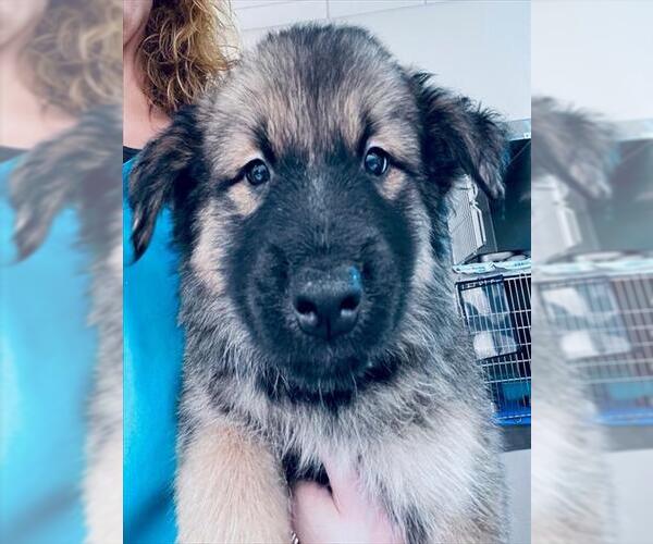 Medium Photo #1 German Shepherd Dog-Unknown Mix Puppy For Sale in Houston, TX, USA