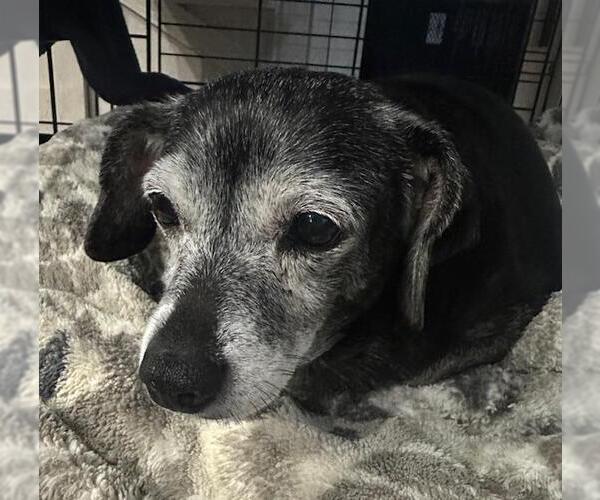 Medium Photo #4 Chiweenie Puppy For Sale in Los Angeles, CA, USA