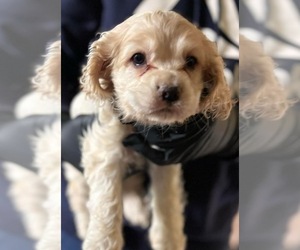 Cocker Spaniel Puppy for sale in CROSSVILLE, TN, USA