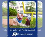 Small #4 American Pit Bull Terrier