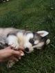 Small Photo #1 Siberian Husky Puppy For Sale in SUN CITY, CA, USA