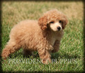Small Photo #27 Poodle (Miniature) Puppy For Sale in COPPOCK, IA, USA
