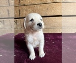 Small Photo #7 English Cream Golden Retriever Puppy For Sale in FREDERICK, MD, USA