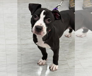 American Staffordshire Terrier-Unknown Mix Dogs for adoption in Gilberts, IL, USA