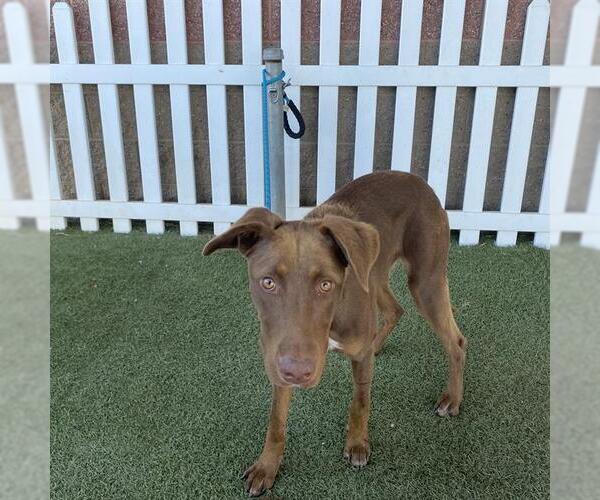 Medium Photo #1 Labrador Retriever-Unknown Mix Puppy For Sale in Modesto, CA, USA