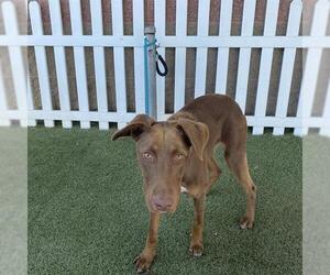 Labrador Retriever-Unknown Mix Dogs for adoption in Modesto, CA, USA