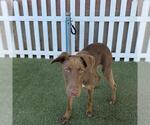 *GEM - Female Labrador Retriever-Unknown Mix Dog for Adoption - Small photo