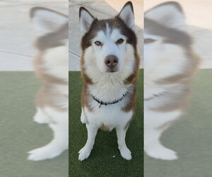 Alaskan Malamute Dogs for adoption in Fort Lauderdale, FL, USA