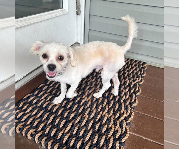 Medium Photo #3 Maltese Puppy For Sale in Spring Lake, NC, USA
