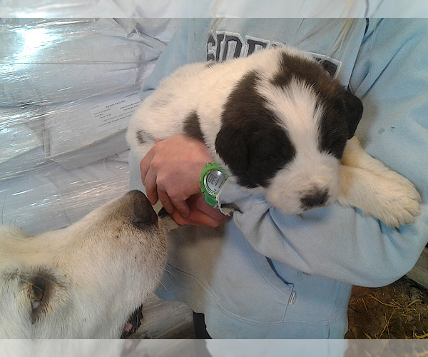 Medium Photo #1 Great Pyrenees-Newfoundland Mix Puppy For Sale in LOVELL, WY, USA