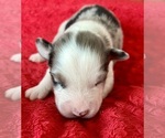 Small #4 Australian Shepherd