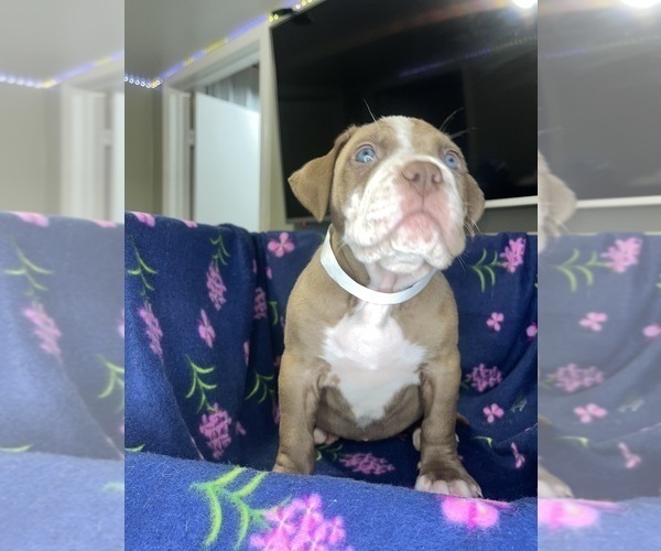 Medium Photo #25 American Bully Puppy For Sale in SNELLVILLE, GA, USA
