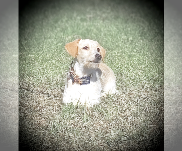 Medium Photo #3 Doxiepoo (Miniature) Puppy For Sale in OCALA, FL, USA