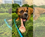 Small Photo #5 Boxer Puppy For Sale in Dumont, NJ, USA