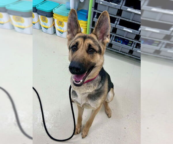 Medium Photo #2 German Shepherd Dog-Unknown Mix Puppy For Sale in Webster, WI, USA