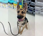 Small #1 German Shepherd Dog Mix