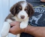 Puppy 1 Australian Shepherd