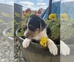 Small #5 Border-Aussie