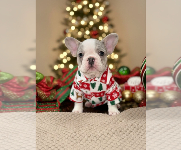 Medium Photo #1 French Bulldog Puppy For Sale in HILTON, NY, USA