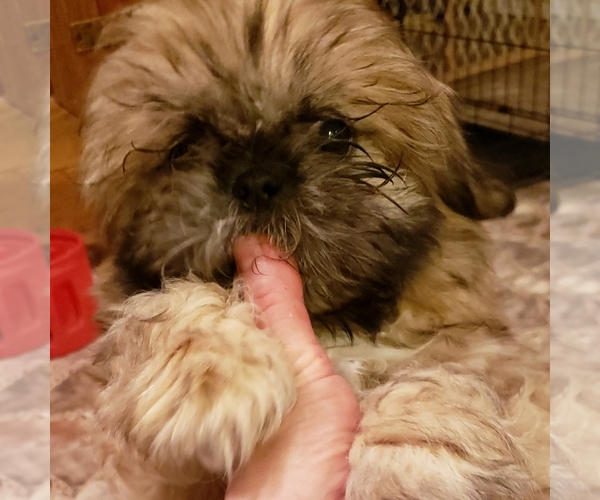 Medium Photo #6 Shih Tzu Puppy For Sale in KIRKSVILLE, MO, USA