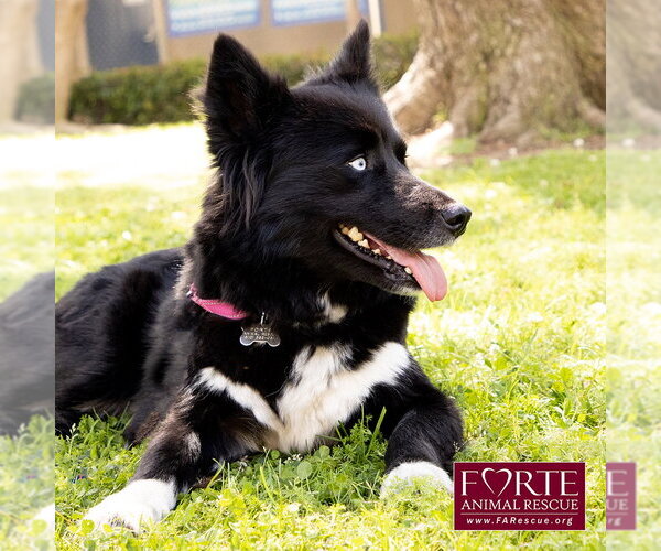 Medium Photo #8 Border Collie-Siberian Husky Mix Puppy For Sale in Marina del Rey, CA, USA