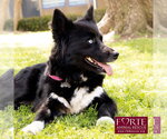 Small #7 Border Collie-Siberian Husky Mix