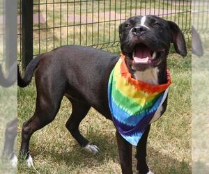 American Staffordshire Terrier-Unknown Mix Dogs for adoption in San Antonio, TX, USA