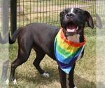 Small American Staffordshire Terrier Mix