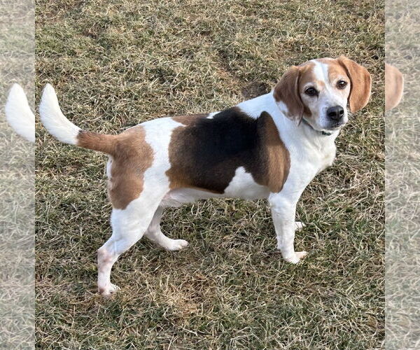 Medium Photo #2 Beagle Puppy For Sale in Batavia, OH, USA