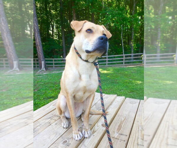 Medium Photo #4 Labrador Retriever-Unknown Mix Puppy For Sale in New York, NY, USA