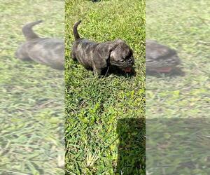 American Bully Puppy for sale in CAPE CORAL, FL, USA