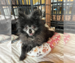 Fluffy in TX - Male Chiranian Dog for Adoption - Small photo