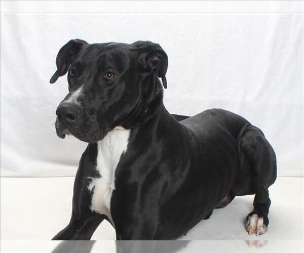Medium Photo #1 Great Dane Puppy For Sale in Burbank, CA, USA
