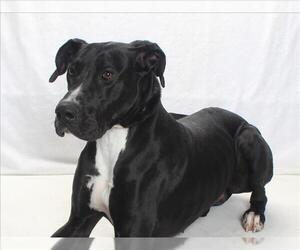 Great Dane Dogs for adoption in Burbank, CA, USA