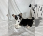 Small #3 Pembroke Welsh Corgi