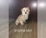 Puppy 1 Yorkshire Terrier