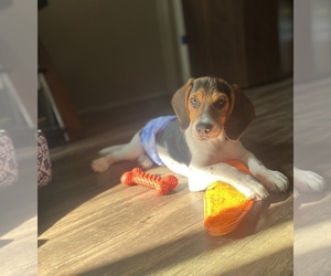 Beagle Puppy for sale in NORTH HILLS, CA, USA