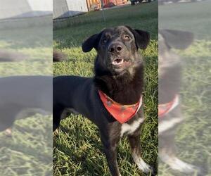 SMOKEY - Male German Shepherd Dog-Unknown Mix Dog for Adoption - Photo #3