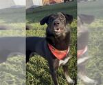 Small Photo #3 German Shepherd Dog-Unknown Mix Puppy For Sale in Rosenberg, TX, USA