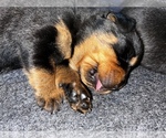 Small Photo #12 Rottweiler Puppy For Sale in PORTLAND, OR, USA
