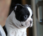 Small Photo #1 Boston Terrier Puppy For Sale in ELLENSBURG, WA, USA