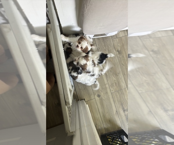 Medium Photo #11 Mal-Shi Puppy For Sale in CAPE CORAL, FL, USA