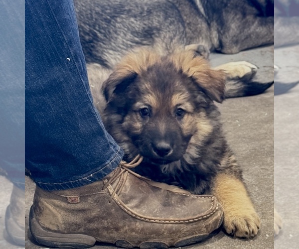 Medium Photo #5 German Shepherd Dog Puppy For Sale in BRIGHTON, CO, USA
