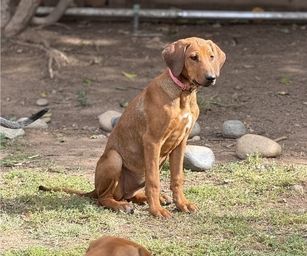 Medium Photo #11 Labrador Retriever-Rhodesian Ridgeback Mix Puppy For Sale in FRESNO, CA, USA